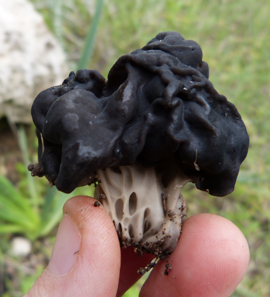 Helvella lacunosa